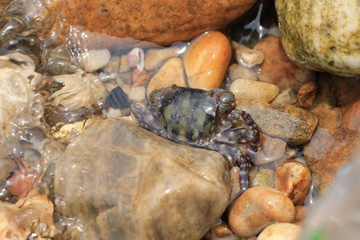 작은 게들의 생존