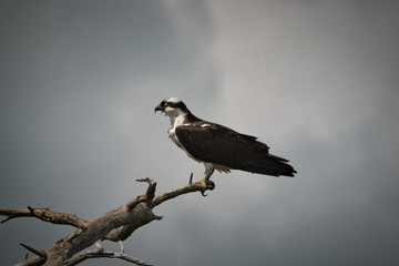Osprey On His Favorite Perch Under Ominous Skies