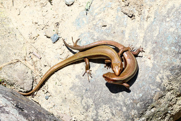 トカゲ　カナヘビ　日本　固有種　喧嘩　