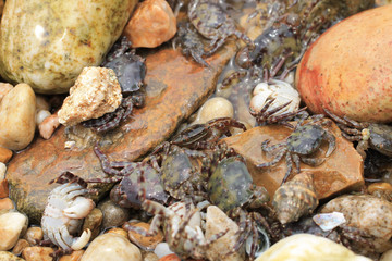 작은 게들의 생존
