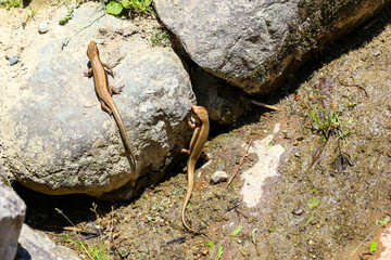 トカゲ　カナヘビ　日本　固有種　喧嘩　