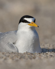 Fototapeta na wymiar Least Tern Sitting In the Sand