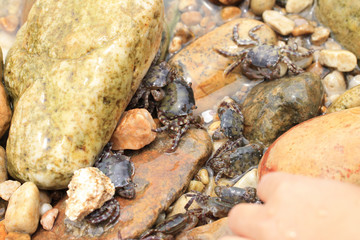 작은 게들의 생존