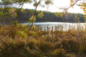 Autumn, beautiful, landscape on the background of a calm river with forest, reeds. Russia, autumn, yellow birches.