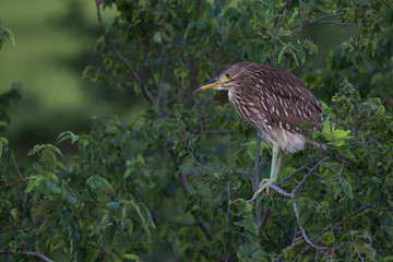 Juvenile Black Crowned Night Heron Standing In the Treetops