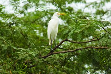 egret is so beautiful ...