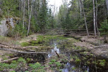 Swampy channel in the forest of the island of Valaam