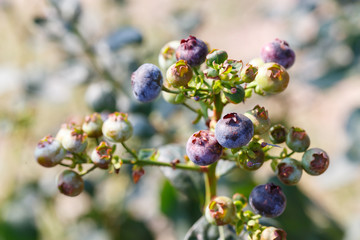 close up Fresh ripe organic blueberry