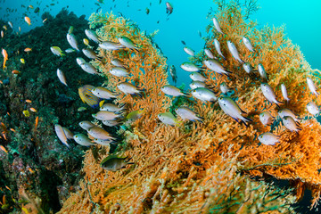 Seafan and Pearl-spot chromis