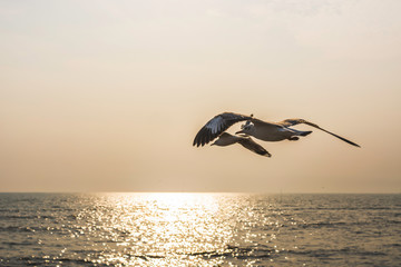 Two seagulls are flying over a sparkling ocean at sunset. The sun is setting behind them.