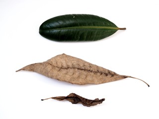 Fresh green leaf and brown withered dry leaves isolated on white background.