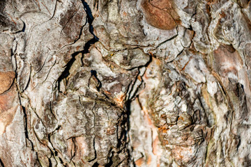 Tree bark texture, close-up, backgrounds 