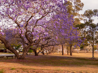 Parkland Jacaranda Trees