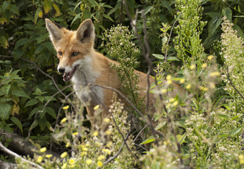 my friend the Fox