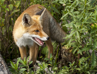 red fox