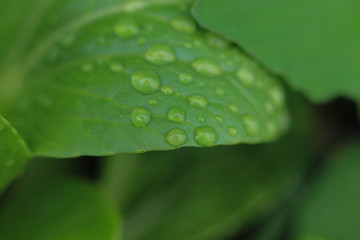 채식주의자를 위한 음식