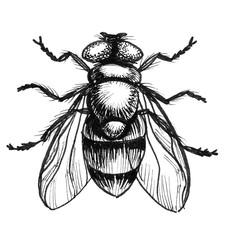 Regular insect fly. Ink black and white drawing