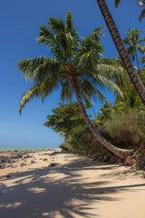 Palm trees on a paradise beach. Holiday landscape