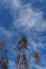Obraz na płótnie Canvas blue skies and tree tops