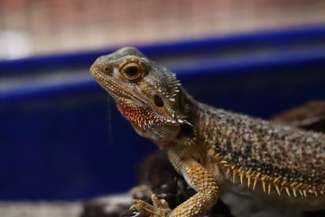 Bearded Dragon on the small logs was staring at something.