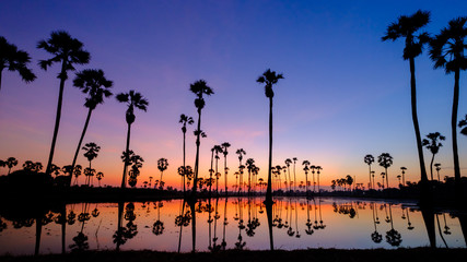 silhouette palm tree in the morning