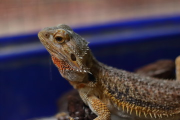 Bearded Dragon on the small logs was staring at something.