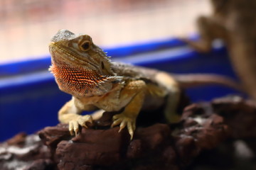 Bearded Dragon on the small logs was staring at something.