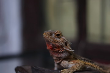 Bearded Dragon on the small logs was staring at something.