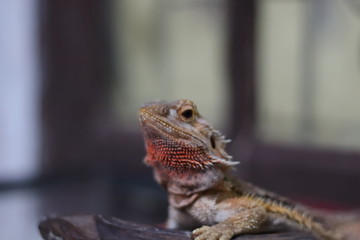Bearded Dragon on the small logs was staring at something.