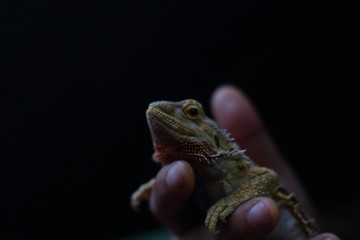 Bearded Dragon in human hands.