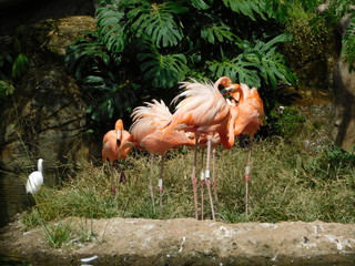 Flamingo