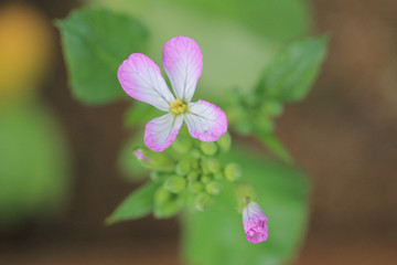 작은 분홍색 꽃