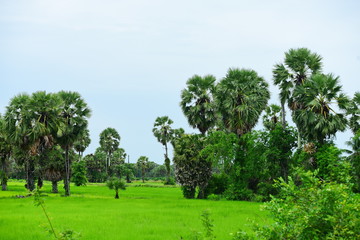 View of green rice fields and Dong Nang area around Tanote palm trees.