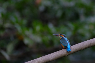 kingfisher in forest