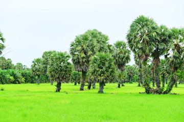 View of green rice fields and Dong Nang area around Tanote palm trees.