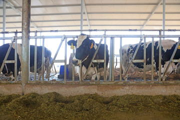Cows eat grass in a farm