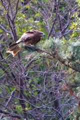 black kite in flight