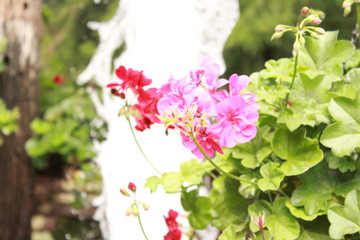 nature plant and flower