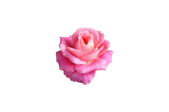 Pink rose flower with dew drops isolated with clipping mask on white background