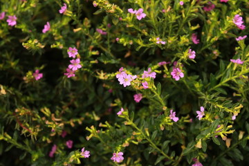 nature plant and flower outdoor photo