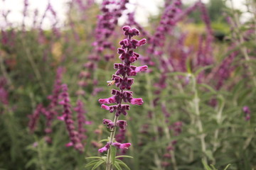 nature plant and flower outdoor photo