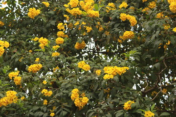 nature plant and flower outdoor photo