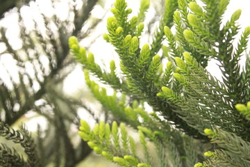 nature plant and flower outdoor photo