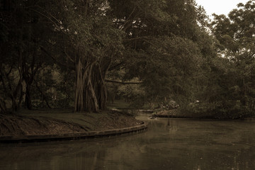 banyan tree with small canal in age halloween tone