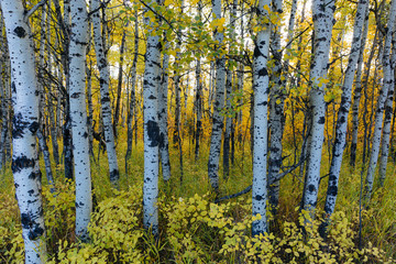 Autumnal trees in a beautiful forest