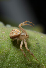 Araña