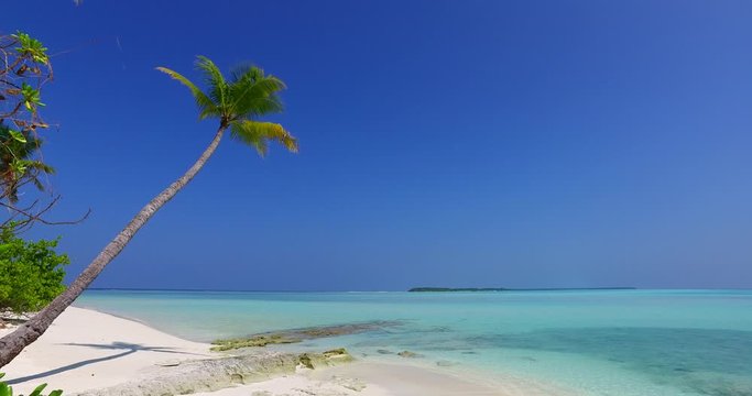 Single Leaning Palm Tree In The Wind On A Beautiful White Sandy Beach , turquoise water and waves in the background