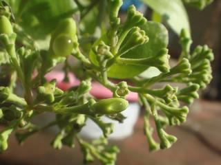 Growing Buds