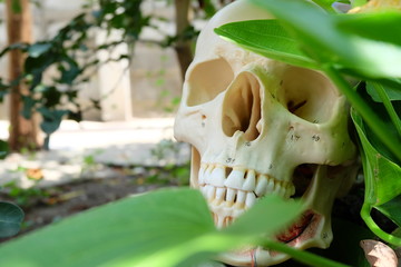 human skull anatomy model