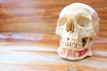human skull anatomy model